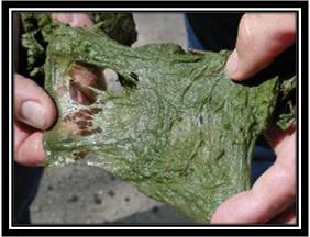 Image of Filamentous Algae